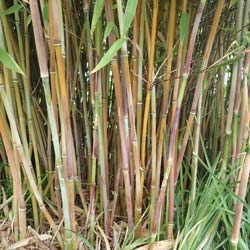 Bambu Fargesia nitida 'Winter Joy'